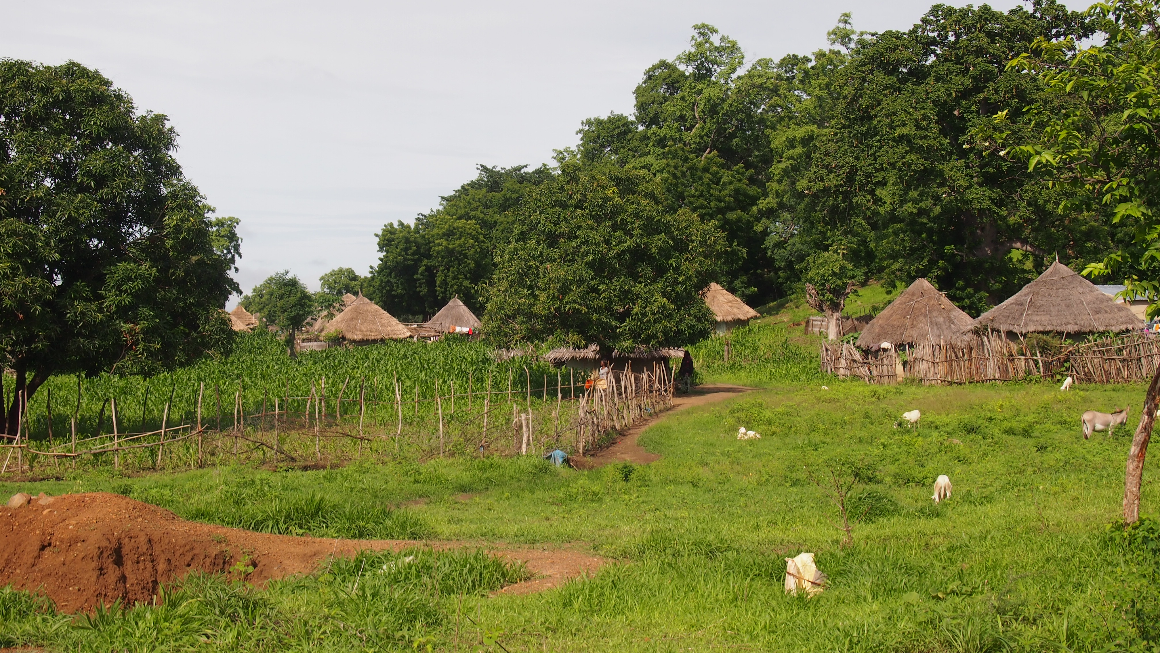senegal baobab aldeas bassari