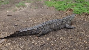 Cocodrilo