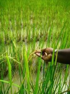 Arroz, cultivo principal de Casamance