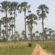 Palmeral de Senegal