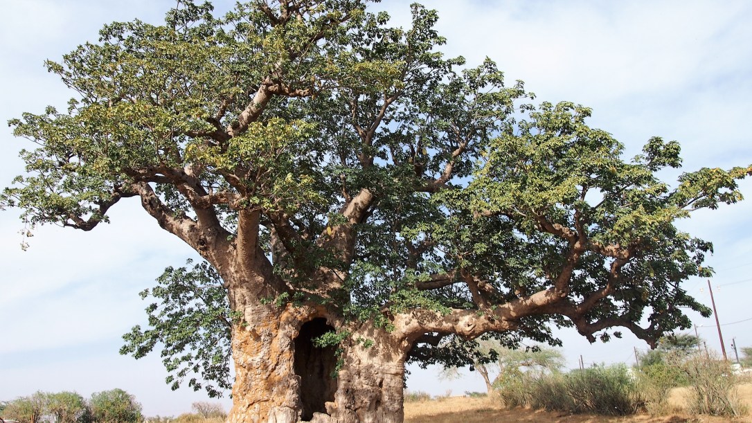 Baobab