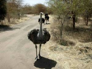 Fauna Reserva de Bandia