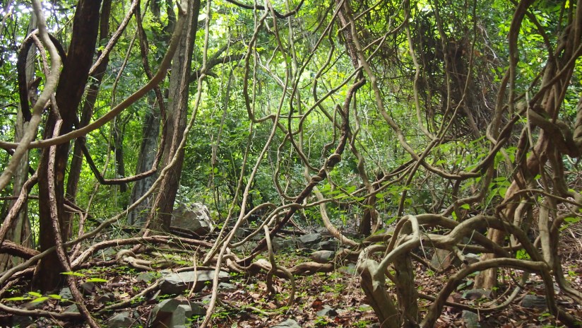 Lianas en el camino a la cascada de Dindefelo