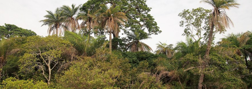 Paisaje tropical de Casamance