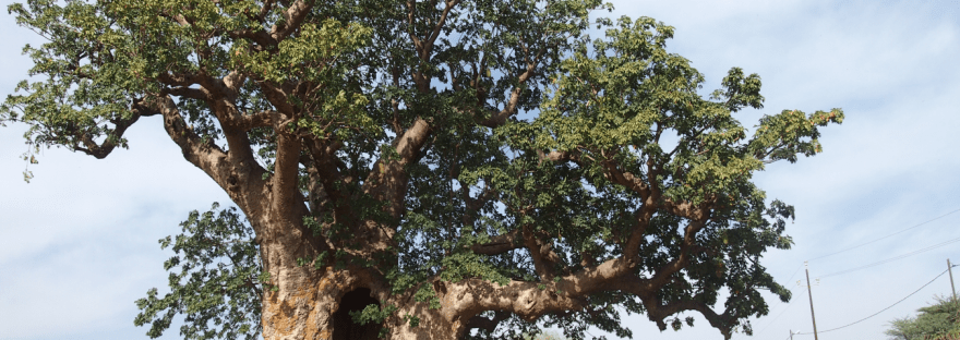 Árbol símbolo de Senegal, el Baobab en Joal y Fadiouth
