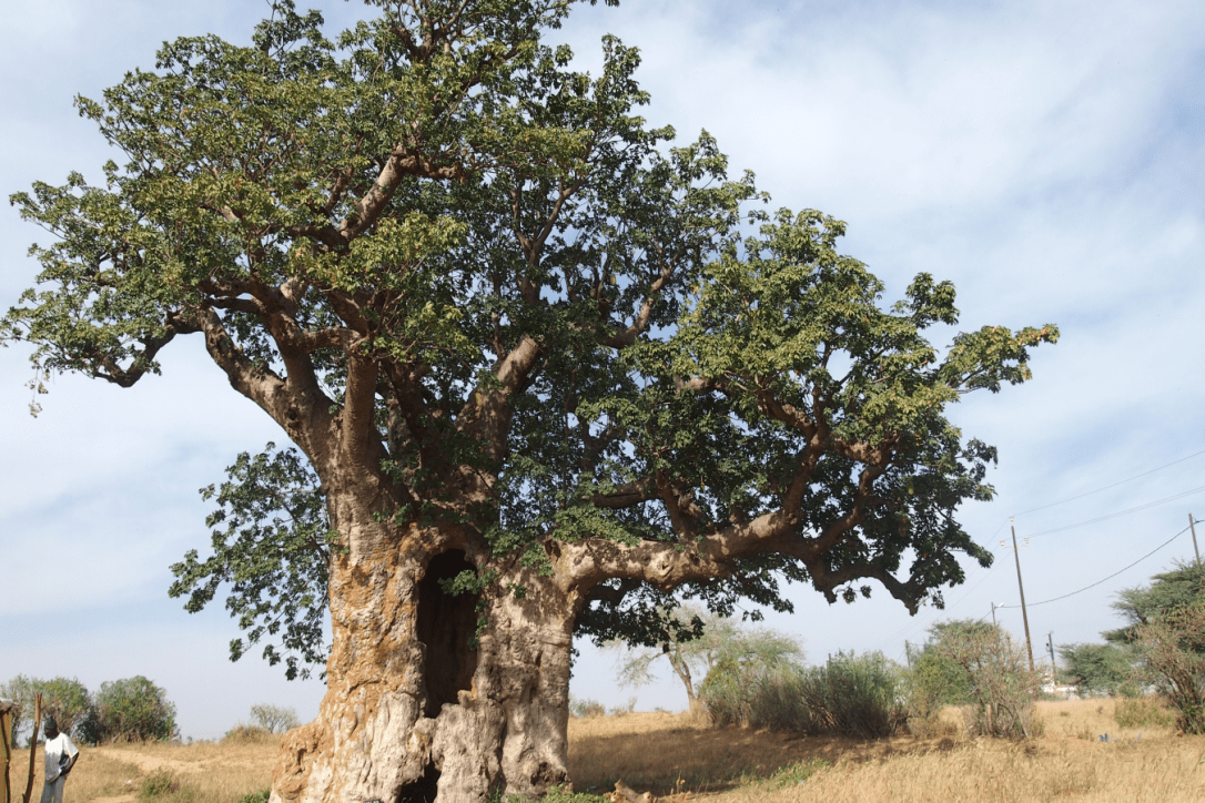 Baobab