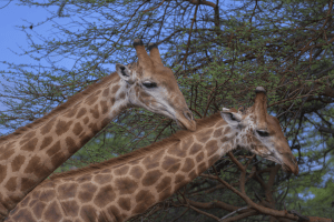 Pareja de jirafas con su largo cuello