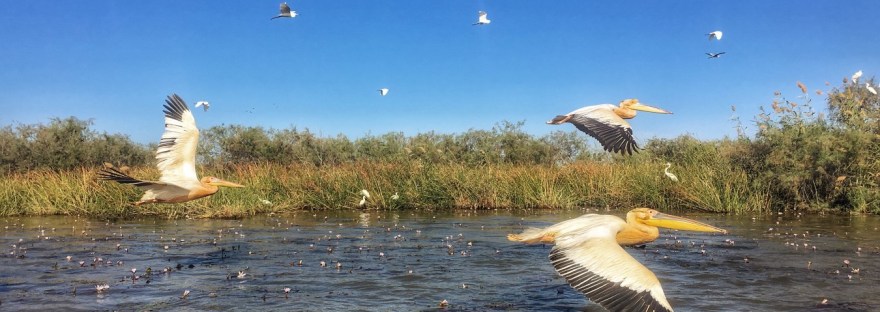 Pelicanos volando al ras
