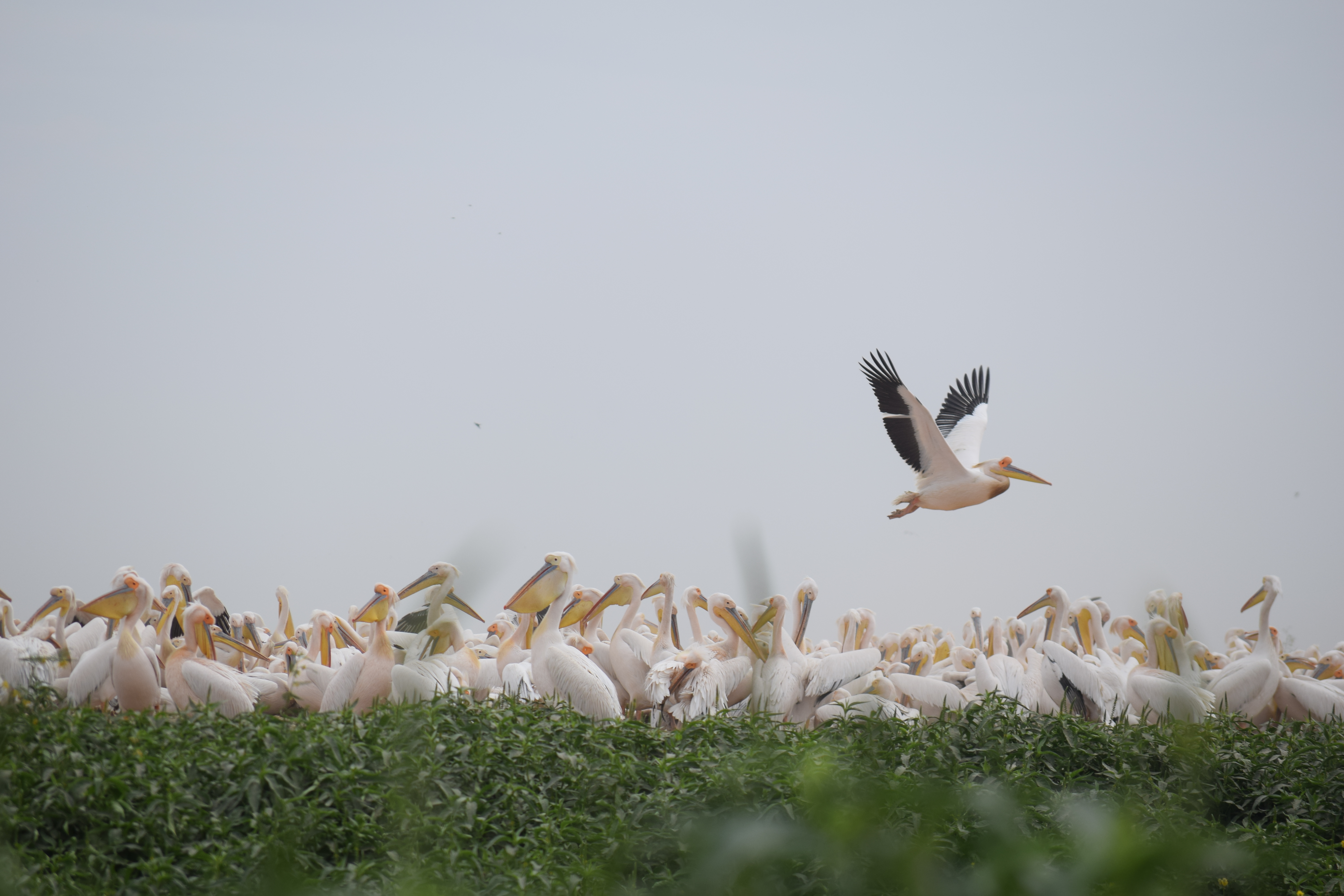 La isla de los pelicanos
