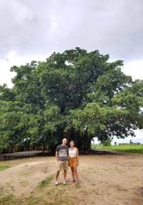 Viajeros con El gran Baobab en su gran tronco almacena miles de litros de agua