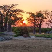 Atardecer en el bosque de Baobabs