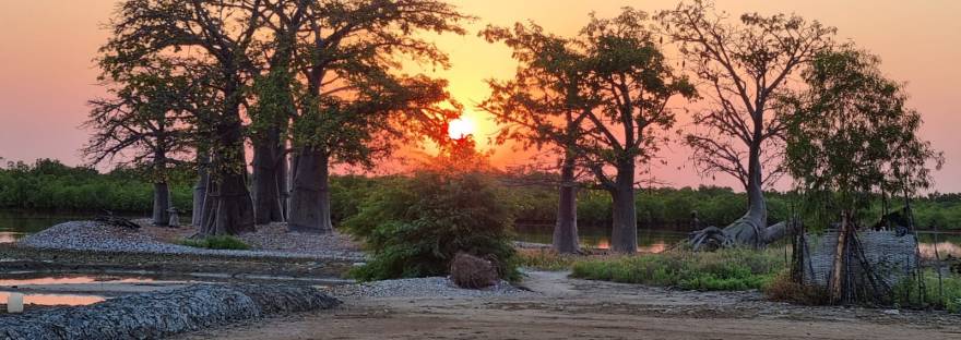 Atardecer en el bosque de Baobabs