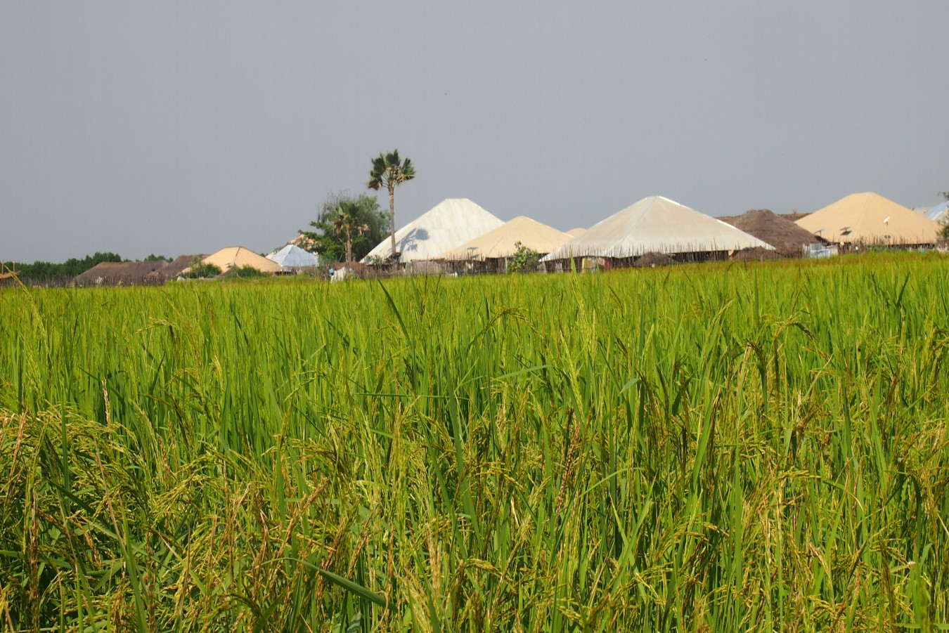 Campos de arroz y al fondo las casas de la aldea