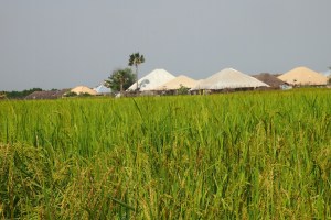 Campos de arroz y al fondo las casas de la aldea