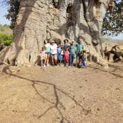 Viajeros en el tronco del baobab , su tronco puede llegar a medir 10 metros de diámetro