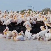 Pelicanos en estado salvaje en el Parque de Aves de Djoudj